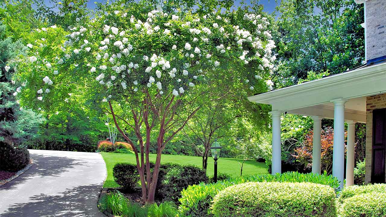 A serene garden scene featuring a lush green lawn, a blooming white crepe myrtle tree, and manicured shrubs. A classic Southern-style porch with white columns extends from a brick home, overlooking a winding driveway framed by vibrant landscaping.