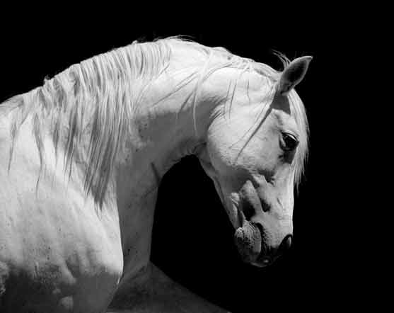 Striking black-and-white portrait of a white horse with a flowing mane, captured in a graceful pose against a dark background.