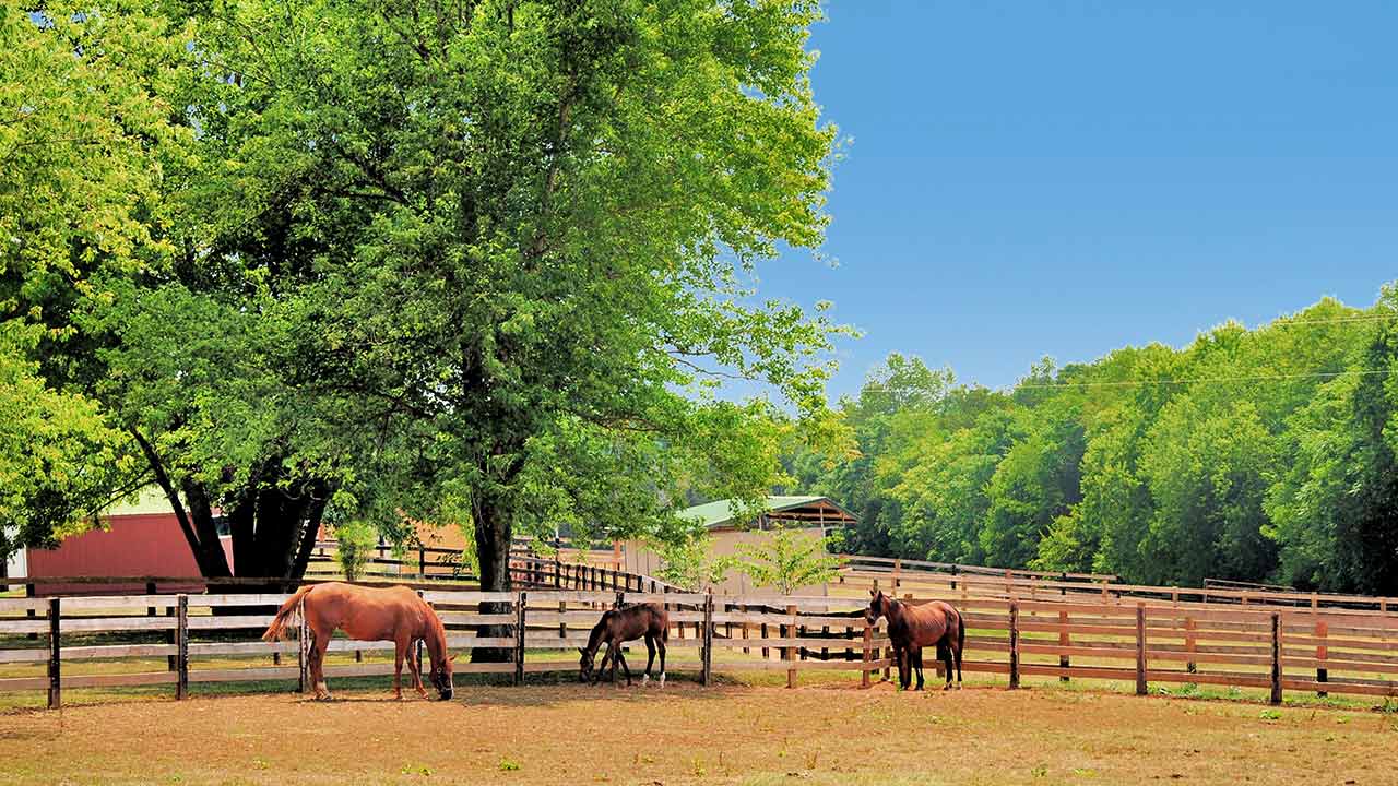 Scenic horse farm with a fenced paddock featuring grazing horses and a foal under the shade of a large tree. A well-maintained barn and lush greenery surround the tranquil rural setting.